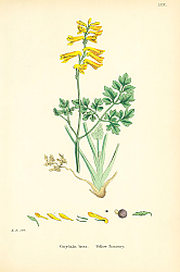Постер Corydalis lutea. Yellow Fumitory. 1