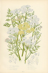 Постер Common Water-dropwort, Parsley w.d., Sulphur Wort w.d., Hemlock w.d., Fine-leaved w.d., River w.d. 1