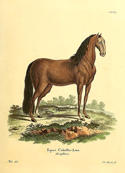 Лошадь домашняя