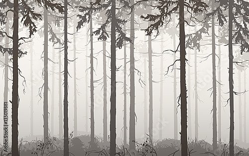 Серый туманный сосновый лес