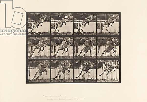Plate 753. Kangaroo; Jumping, 1885