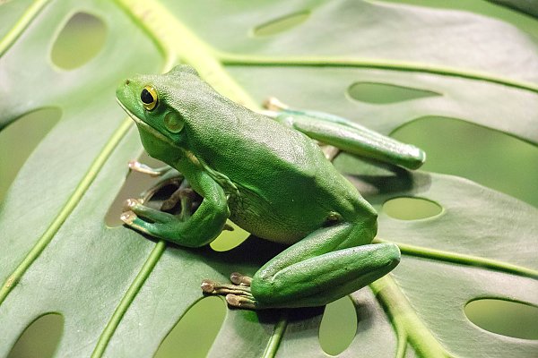 Зеленая лягушка на дырявом листке