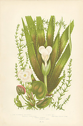 Постер Long Flowered Anacharis, Frog-bit, Water-soldier 1