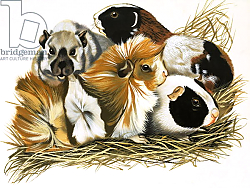 Постер Дэвис Р. (жив, дет) All Sorts of Guinea Pigs, 1972 Постер Дэвис Р. (жив, дет) All Sorts of Guinea Pigs, 1972