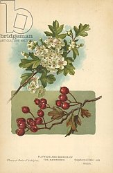 Постер Бут Вильям (последователи, ботаника) Flowers and Berries of the Hawthorn Постер Бут Вильям (последователи, ботаника) Flowers and Berries of the Hawthorn
