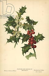 Постер Бут Вильям (последователи, ботаника) Flowers and Berries of the Holly Постер Бут Вильям (последователи, ботаника) Flowers and Berries of the Holly