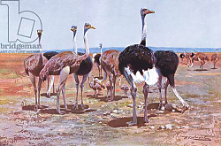 Постер Кунер Вильгельм Somali Ostrich, illustration from'Wildlife of the World', c.1910 Постер Кунер Вильгельм Somali Ostrich, illustration from'Wildlife of the World', c.1910