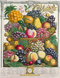 Постер Кастилс Питер October, from 'Twelve Months of Fruits', by Robert Furber engraved by Henry Fletcher, 1732 Постер Кастилс Питер October, from 'Twelve Months of Fruits', by Robert Furber engraved by Henry Fletcher, 1732