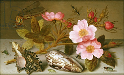 Постер Аст Балтазар Still life depicting flowers, shells and a dragonfly Постер Аст Балтазар Still life depicting flowers, shells and a dragonfly