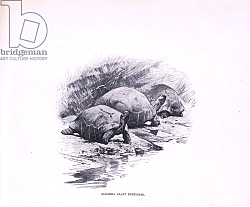 Постер Кунер Вильгельм Giant Tortoises, illustration from'Wildlife of the World', c.1910 Постер Кунер Вильгельм Giant Tortoises, illustration from'Wildlife of the World', c.1910