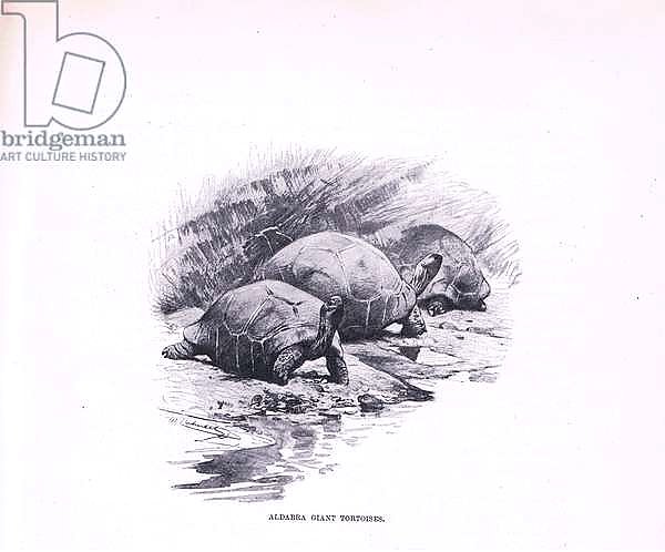 Giant Tortoises, illustration from'Wildlife of the World', c.1910