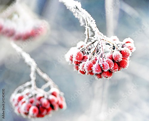 Постер Снежные ягоды