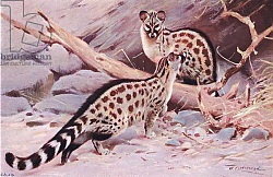 Постер Кунер Вильгельм Dungola Genet, illustration from'Wildlife of the World', c.1910 Постер Кунер Вильгельм Dungola Genet, illustration from'Wildlife of the World', c.1910