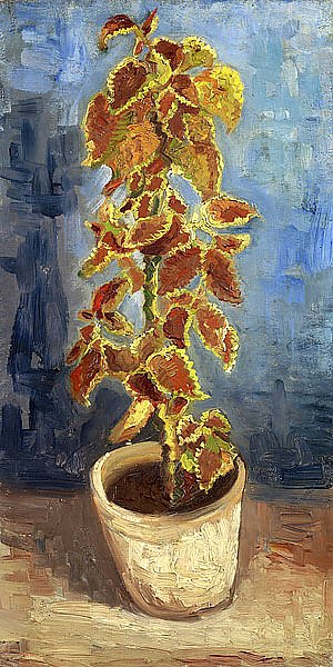 Колеус в цветочном горшке, 1886