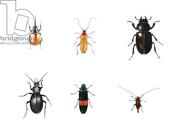 Bugs, 2011