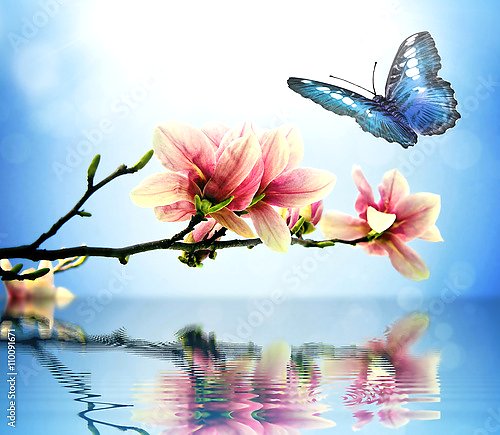 Бабочка и цветы магнолии над водой