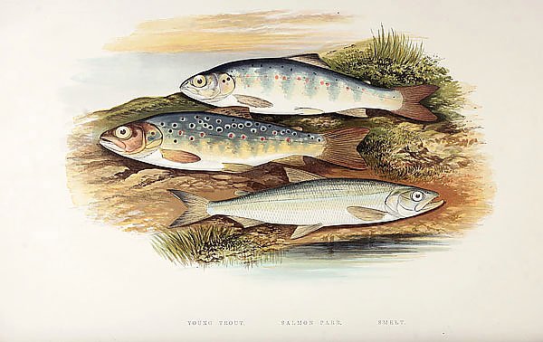 Young trout, Salmon parr, Smelt