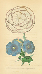 Постер Piccotee Mansleys Nulli Secundus, Franciscea Latifolia 1 Постер Piccotee Mansleys Nulli Secundus, Franciscea Latifolia 1