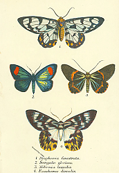 Постер Dysphania fenestrata, Sangala gloriosa, Milionia basalis, Euschema discalis