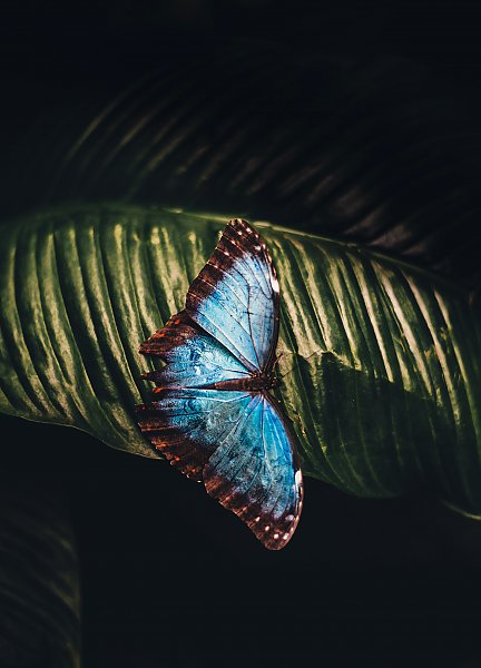 Голубая бабочка на тропическом листке
