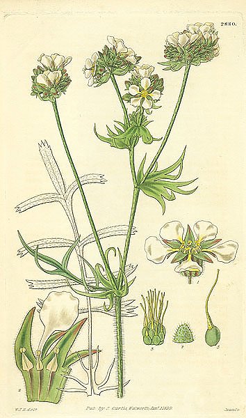 Curtis Ботаника №66 1