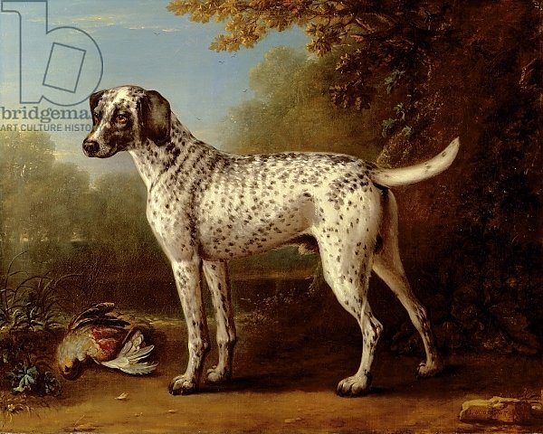 Grey spotted hound, 1738