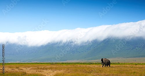  Африканский пейзаж со слоном