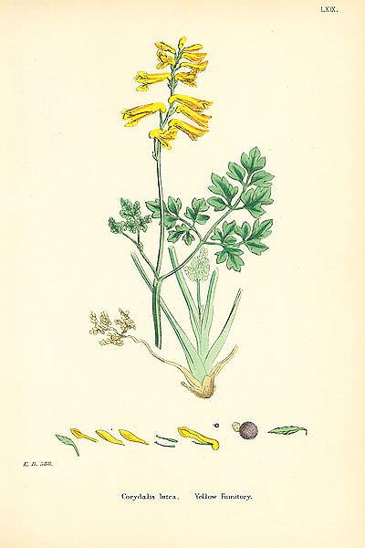 Corydalis lutea. Yellow Fumitory. 3