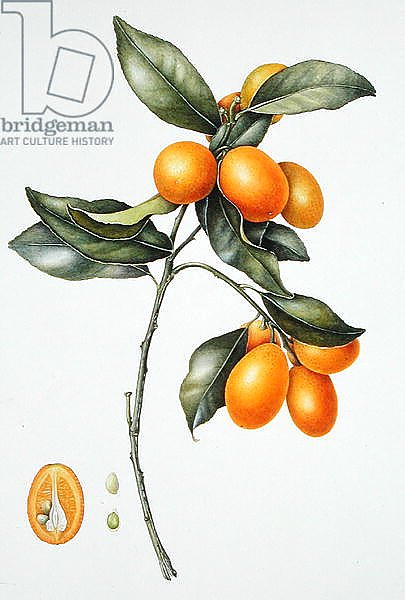 Kumquat, 1996