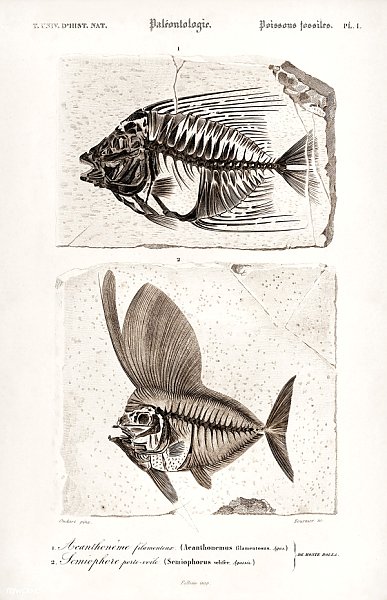Лучепёрая рыба (Acanthonemus) and Semiophorus