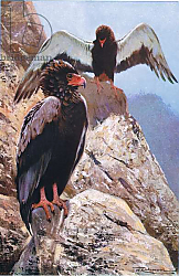 Постер Кунер Вильгельм Bateleur Eagle, illustration from'Wildlife of the World', c.1910 Постер Кунер Вильгельм Bateleur Eagle, illustration from'Wildlife of the World', c.1910