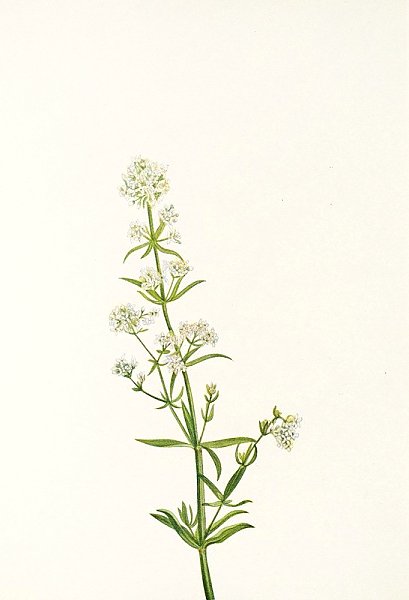 Northern Bedstraw.
