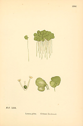 Постер English Botany №227 1