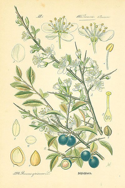Rosaceae, Pruneae, Prunus spinosa