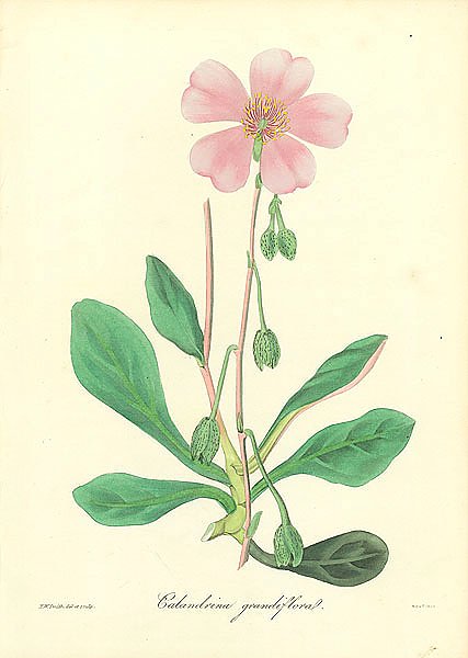 Calandrina Grandiflora 1