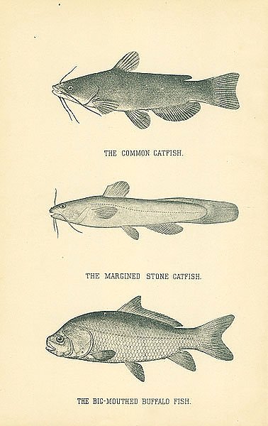 The Common Catfish, The Margined Stone Catfish, The Big-mouthed Buffalo Fish 1