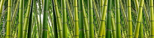 Панорама с бамбуковыми джунглями