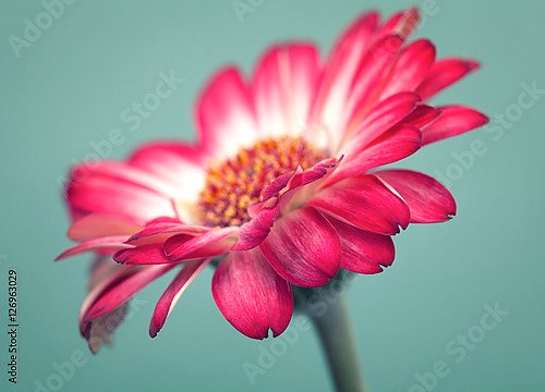 Прекрасный розовый цветок герберы на бирюзовом фоне