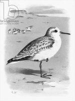 Черно-белое