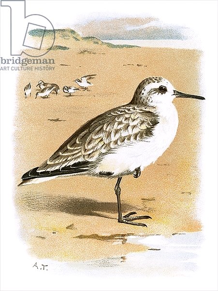 Sanderling