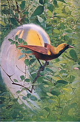 Постер Кунер Вильгельм Great Bird of Paradise, illustration from'Wildlife of the World', c.1910 Постер Кунер Вильгельм Great Bird of Paradise, illustration from'Wildlife of the World', c.1910