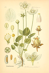 Постер Flora von Deutschland №12 1