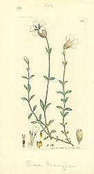 Постер Sowerby Ботаника №19