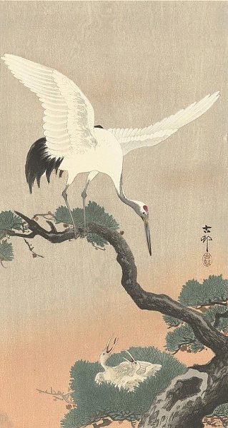 Japanese common crane on branch of pine