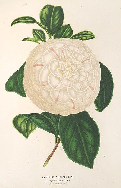 Camellia Giuseppe Biasi