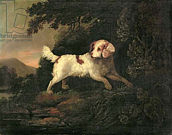 Постер Купер Эдвард Study of Clumber Spaniel in Wooded River Landscape Постер Купер Эдвард Study of Clumber Spaniel in Wooded River Landscape