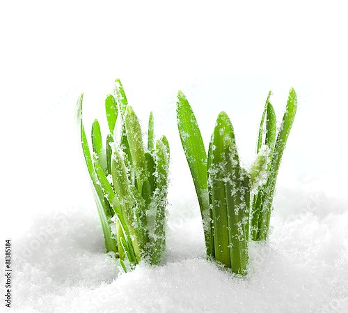 Зеленая трава, растущая из-под снега