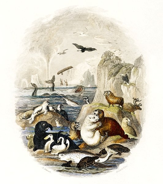 Животные севера из истории земли и живой природы (1820)