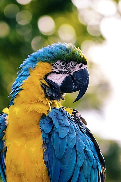 Желто-синий ара