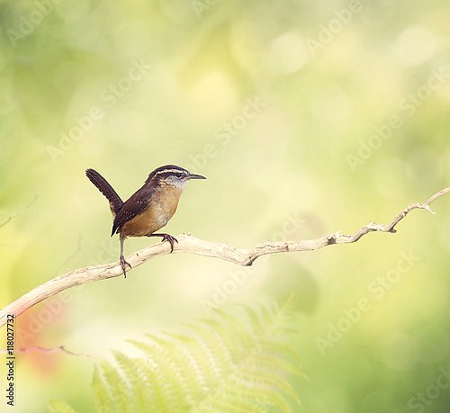 Маленькая коричневая птичка на ветке на фоне зелени